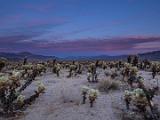 Joshua Tree 017